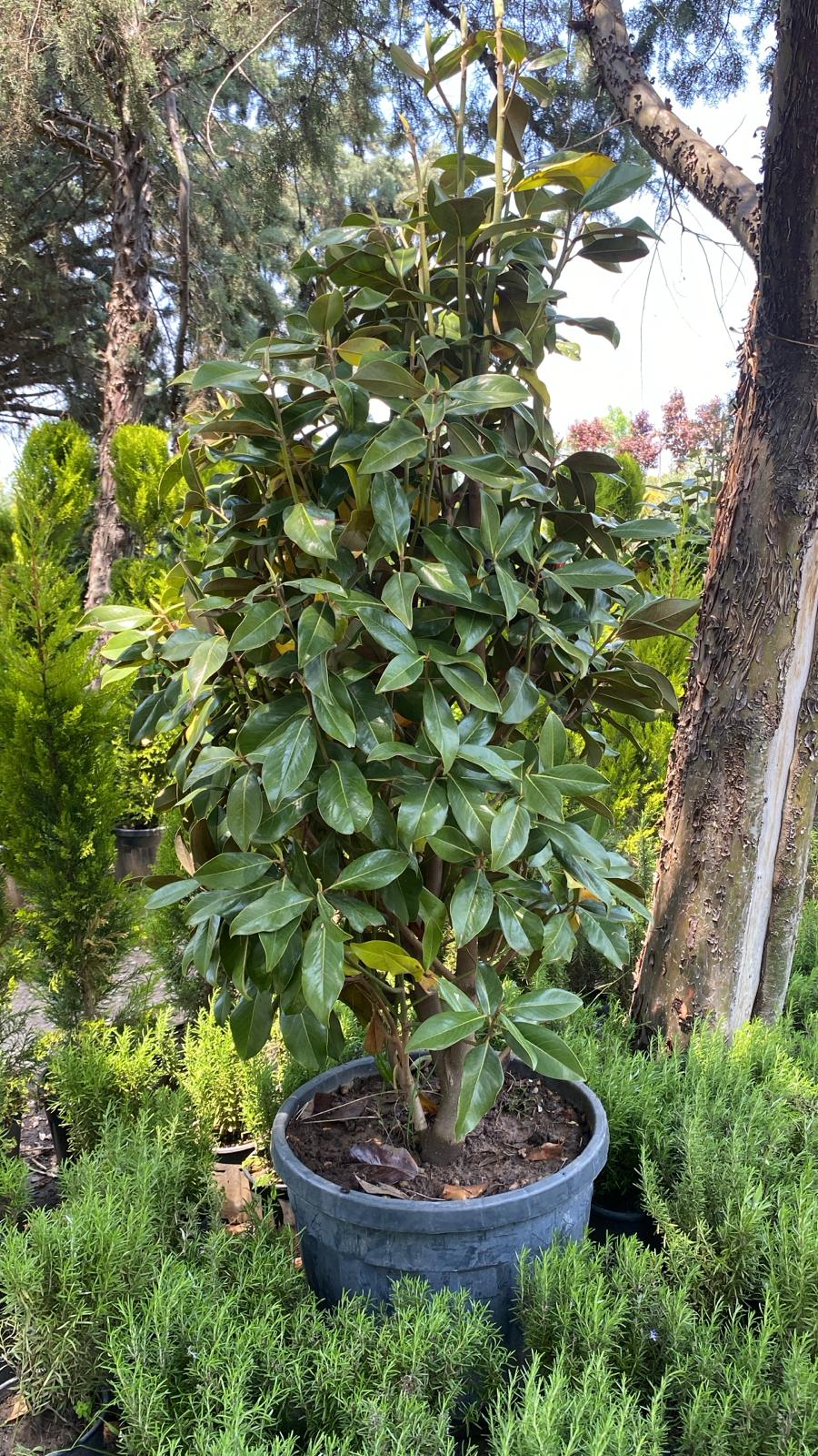 Orak Fidancılık